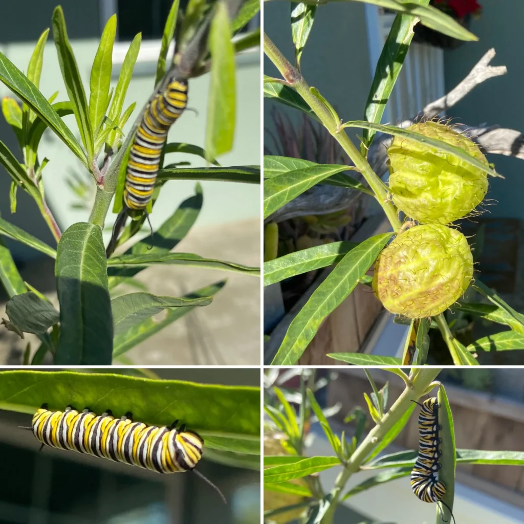 Collage of Monarch butterfly caterpillars feeding on native milkweed and balloon plant in a San Diego pollinator garden.