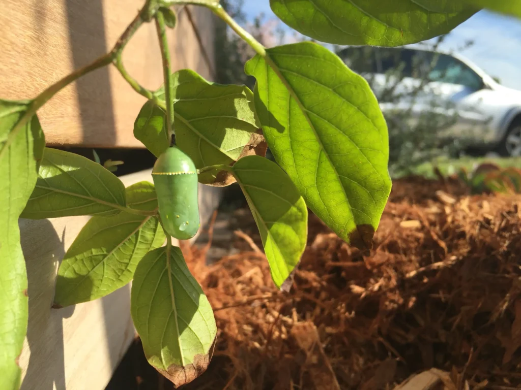 Monarch butterfly chrysalis hanging from a native plant leaf in a San Diego pollinator garden.
